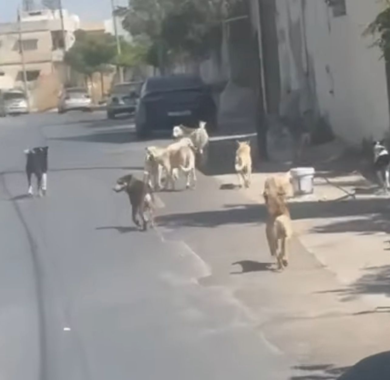 الكلاب الضالة تؤرق سكان منطقة البقيع في مدينة السلط  فيديو