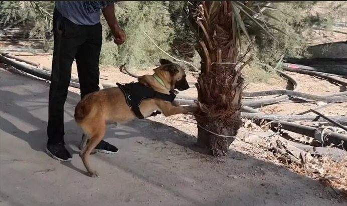 خبير زراعي في فلسطين استخدم الكلب بالكشف عن سوسة النخيل