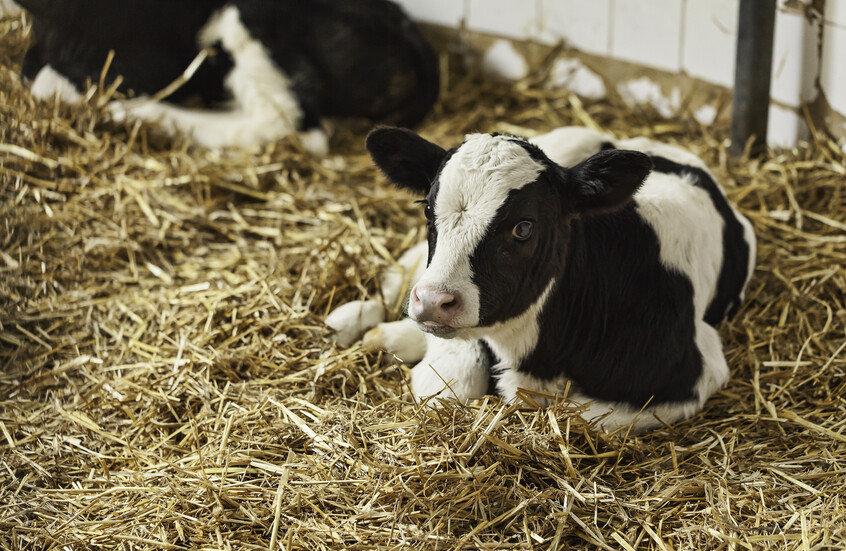 ظاهرة نادرة.. ولادة عجل برأسين في لبنان (صورة)