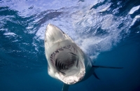 لحظات مروعة.. أسماك القرش تهاجم 3 أشخاص بينهم طفلان في سيدني