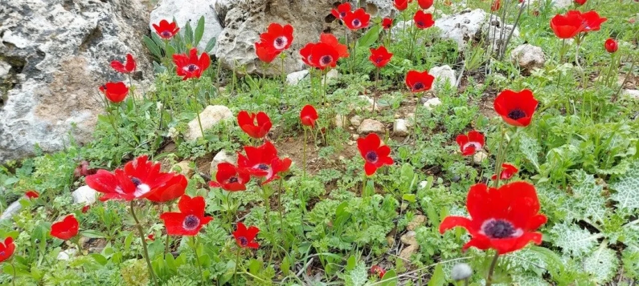 نسائم الربيع تزور الأردن مبكرًا فكم تصل درجات الحرارة؟