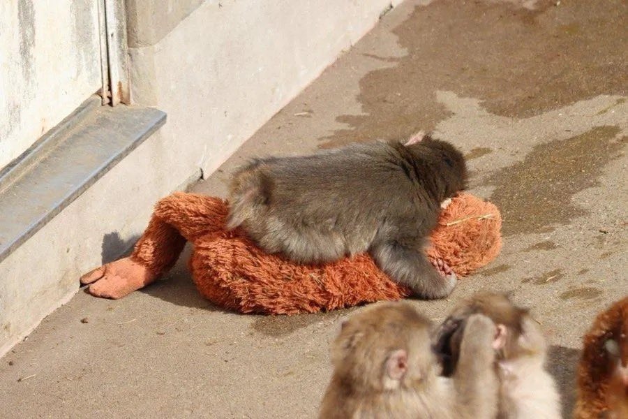 قصة أبهرت العالم.. دمية تصبح أما لقرد هجرته أمه بعد ولادته (صور)